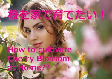 桜を家庭で育てよう！(Cultivating Sakura at home for beginner)